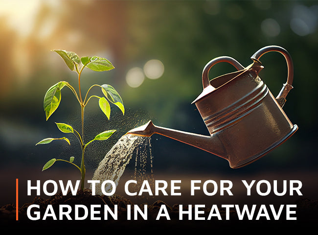 How to care for your garden in a heatwave