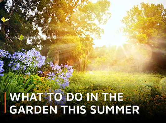 What to do in the garden this summer