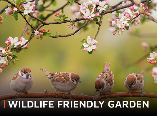 Wildlife Friendly Garden