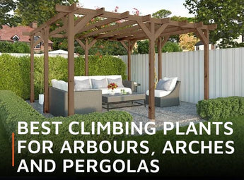 Best climbing plants for arbours, arches and pergolas