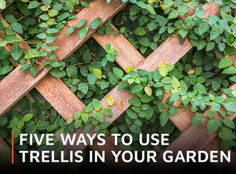 Five ways to use trellis in your garden