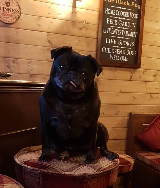 Betsy the Black Pug log cabin pub mascot Betsy the Black Pug log cabin pub mascot