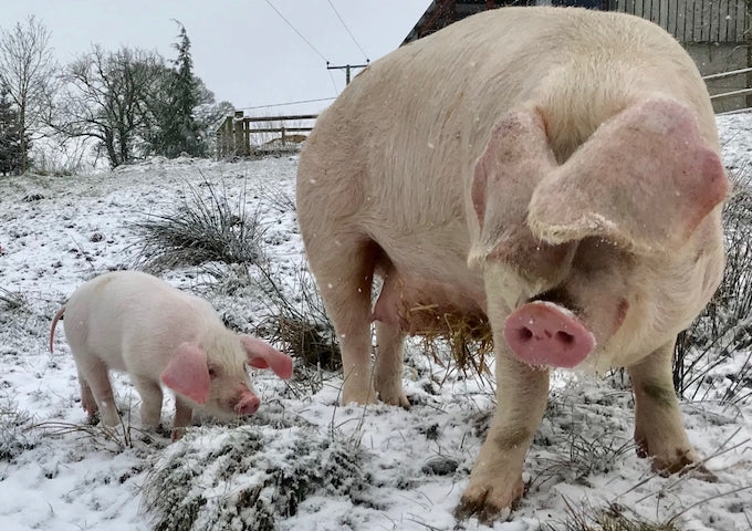 British pigs in snow British pigs in snow