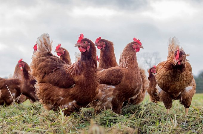 Flock of hens in field Flock of hens in field