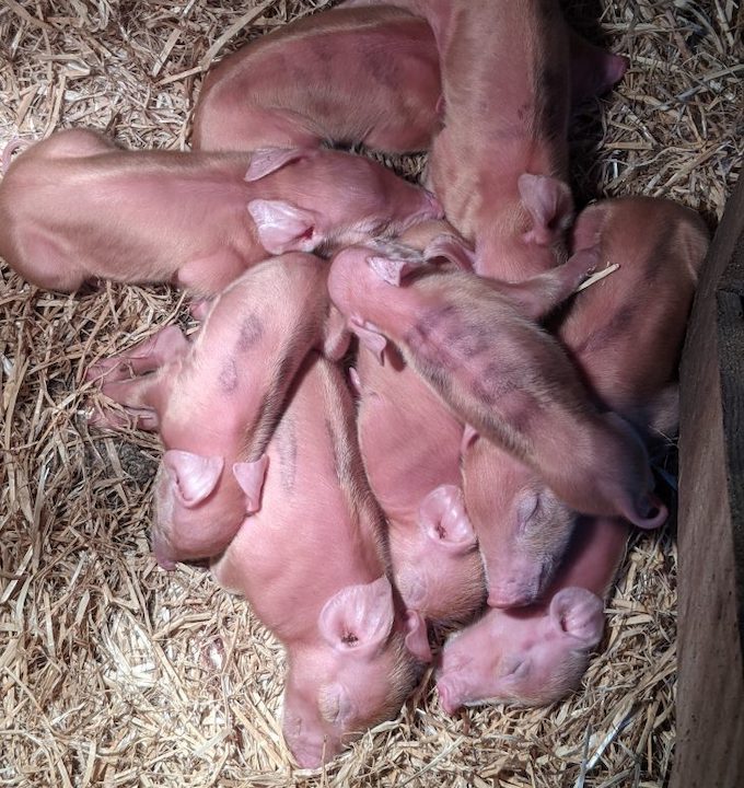 Big litter of healthy pigs Big litter of healthy pigs