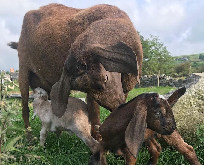 Nanny goats with kids Nanny goats with kids