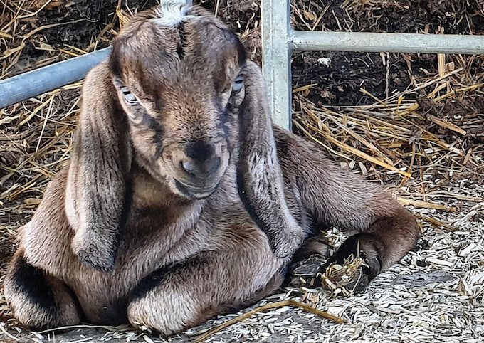 Newly born baby goat at Brimwood Farm Newly born baby goat at Brimwood Farm