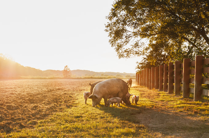 Pigs in a farm Pigs in a farm