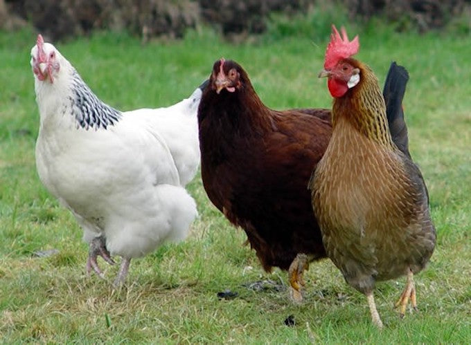 Three varieties of poultry Three varieties of poultry