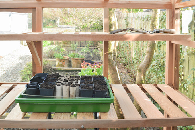 Propagators on wood frame greenhouse shelving Propagators on wood frame greenhouse shelving