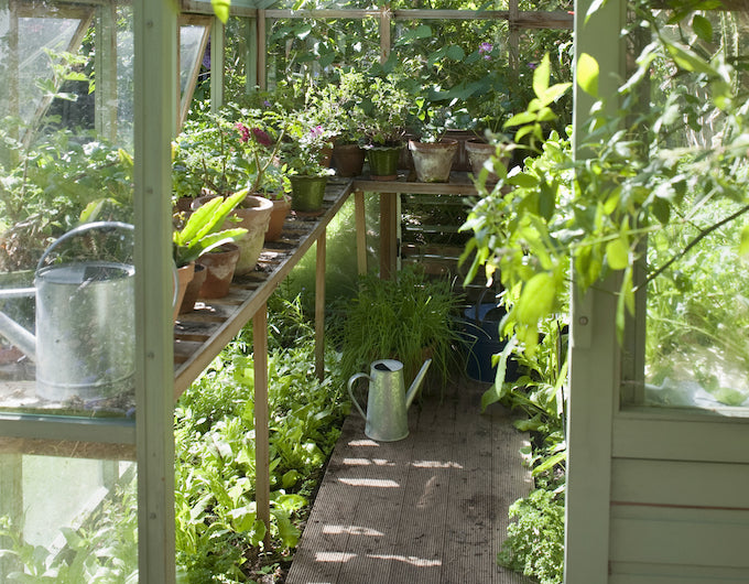 Well organised narrow greenhouse staging Well organised narrow greenhouse staging