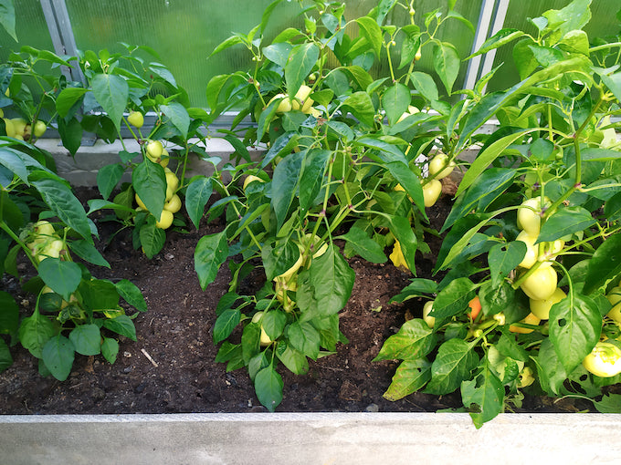 Peppers growing in garden greenhouse Peppers growing in garden greenhouse