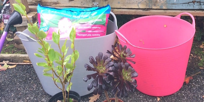 Plastic storage tubs in garden Plastic storage tubs in garden