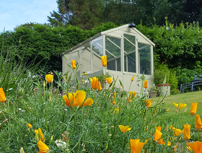 Elevated greenhouse about yellow and orange flowers Elevated greenhouse about yellow and orange flowers