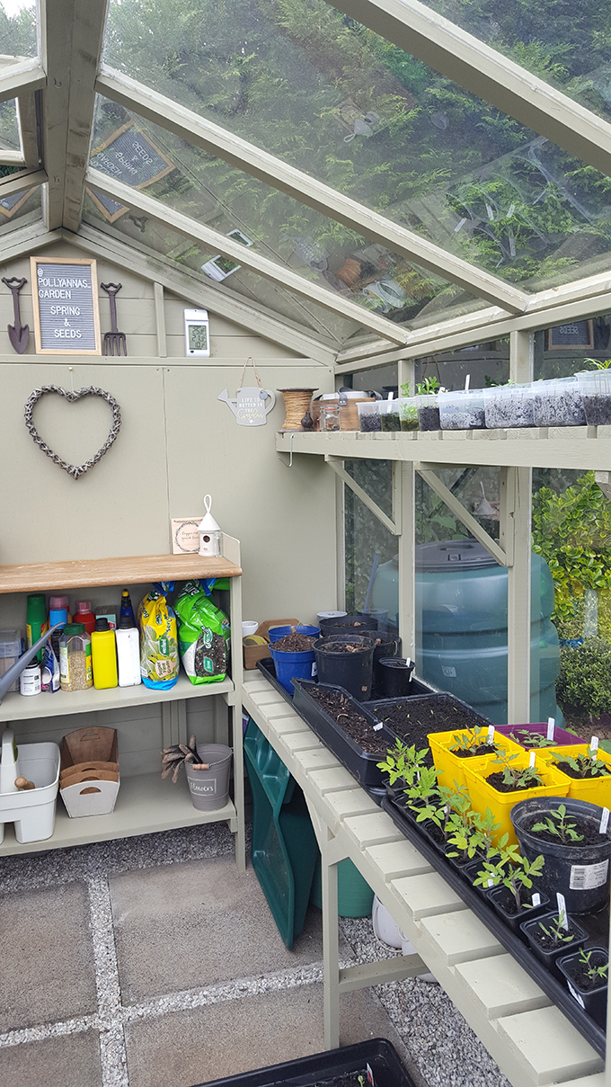 New staging and shelving added into a greenhouse New staging and shelving added into a greenhouse