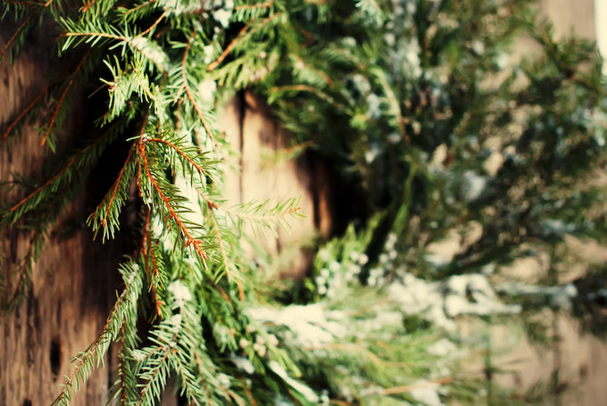 Festive greenery against wooden background Festive greenery against wooden background