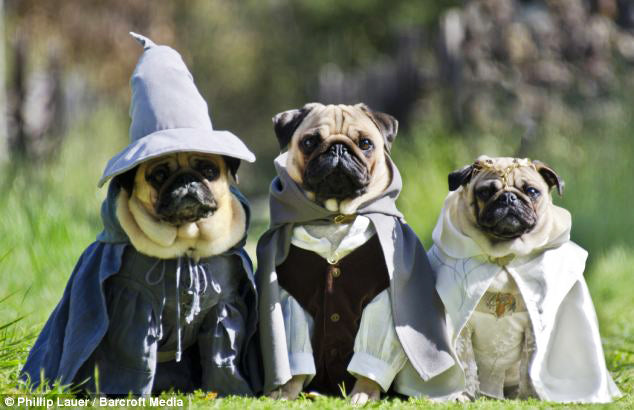 dogs dressed as Batman and Robin dogs dressed as Batman and Robin