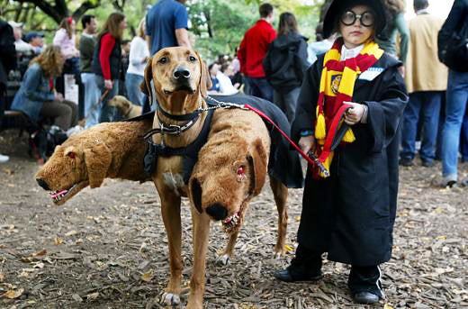 dog dressed up as a minion dog dressed up as a minion