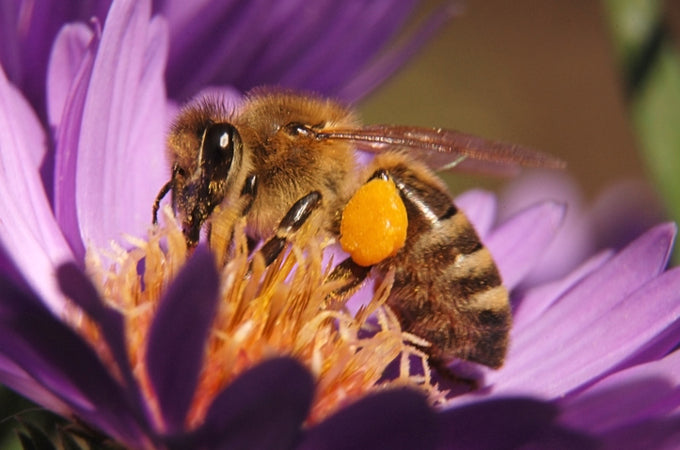 Honey bee Honey bee