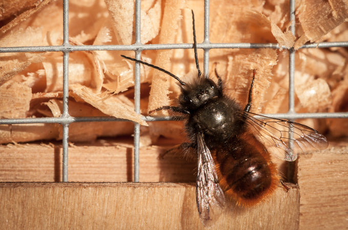 Mason bee Mason bee