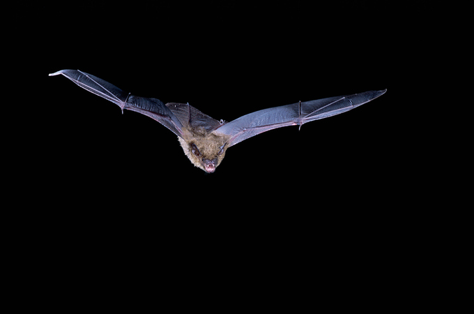 Bats Bats