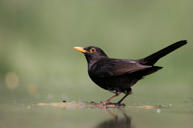 Blackbird Blackbird