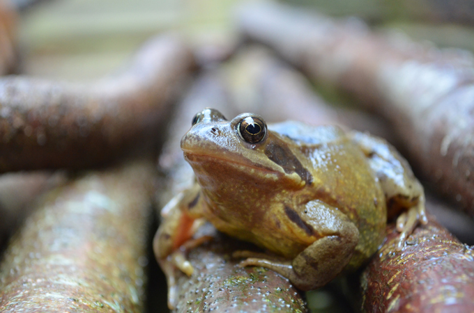 Frog Frog