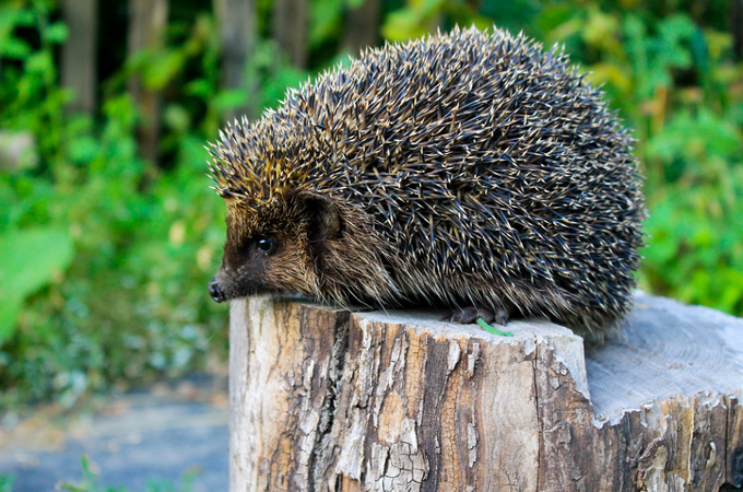 Hedgehog Hedgehog