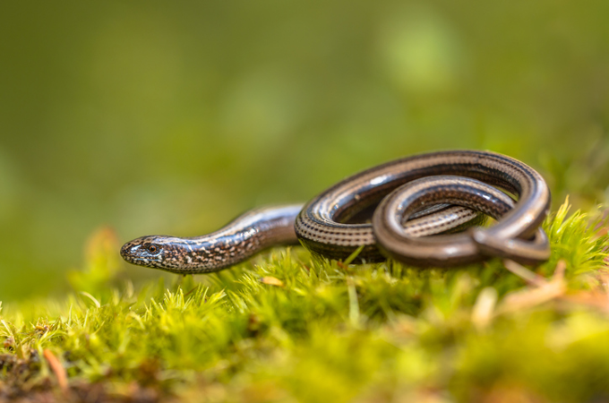 Slow worm Slow worm