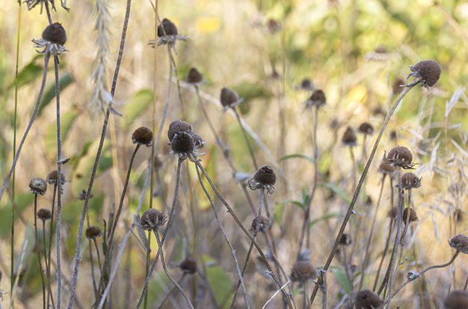 Dead flowers Dead flowers