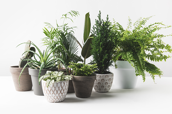 Group of houseplants with decorative pots Group of houseplants with decorative pots