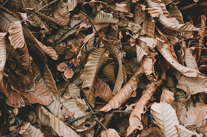Autumn leaves Autumn leaves