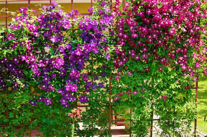 Purple clematis flowering over trellis Purple clematis flowering over trellis