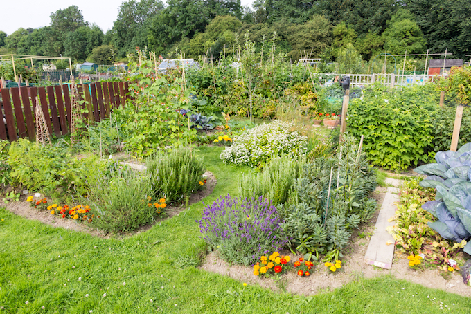 Organic garden allotment