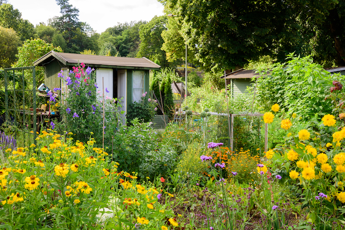 Allotment shed in a flower garden