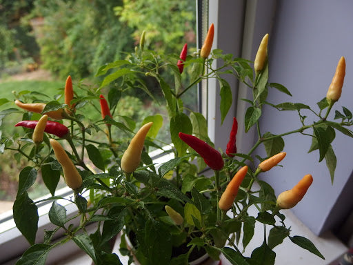 basket of fire chillies