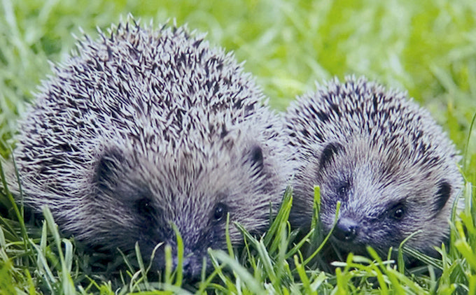 british hedgehogs
