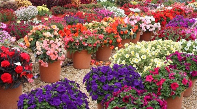 cleeve nursery pots cleeve nursery pots
