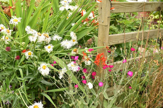 Shasta daisies and the Crocosmia Lucifer Shasta daisies and the Crocosmia Lucifer