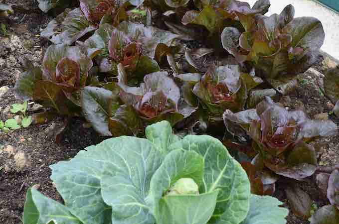 Healthy crop of cabbages Healthy crop of cabbages