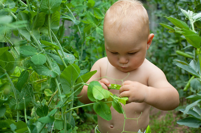 little baby eating green peas in the garden