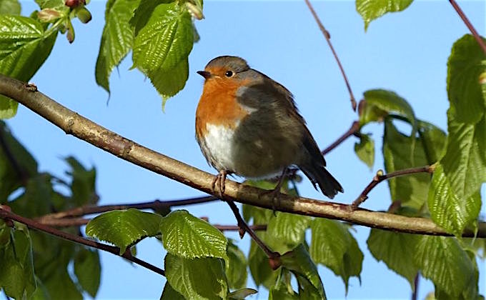 entwife robin entwife robin