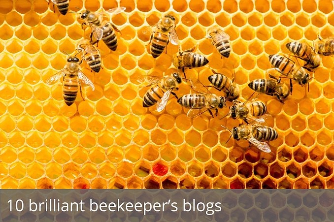 10 brilliant beekeepers' blogs