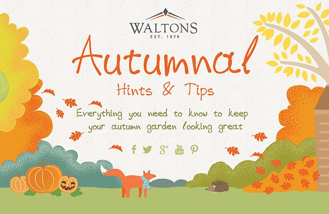Autumn Gardening Advice Hub