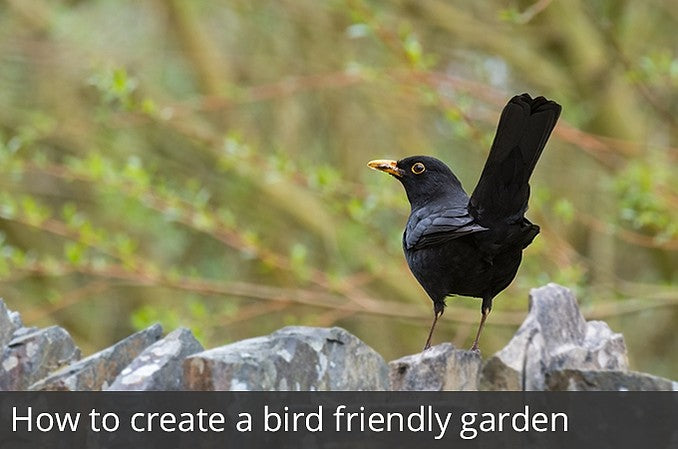 How to create a bird friendly garden