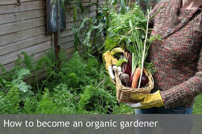 How to become an organic gardener