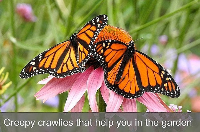 Creepy crawlies that help you in the garden