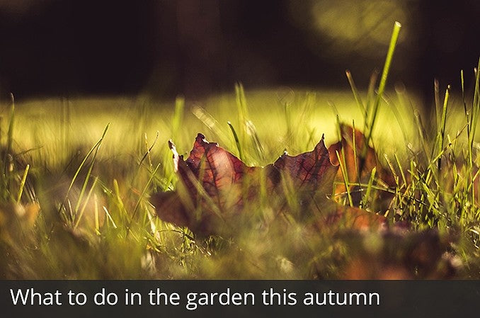 What to do in the garden this autumn