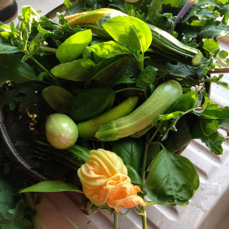 Courgette harvest from the middle sized garden Courgette harvest from the middle sized garden