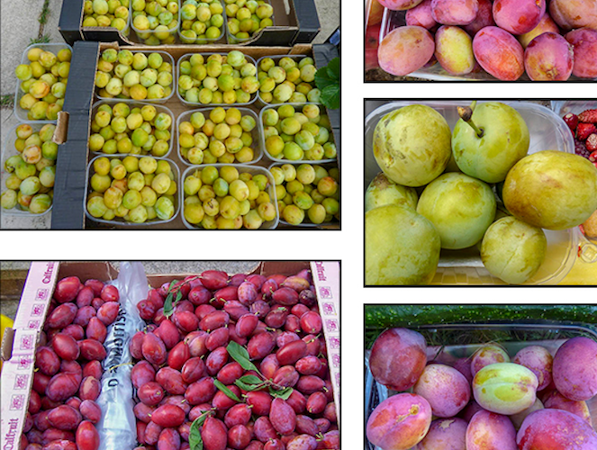 Harvest of plums and greengages from Green Lane Allotments Harvest of plums and greengages from Green Lane Allotments